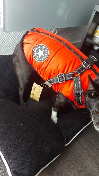 Customer photo review of Manteau pour chien réchauffant et imperméable
