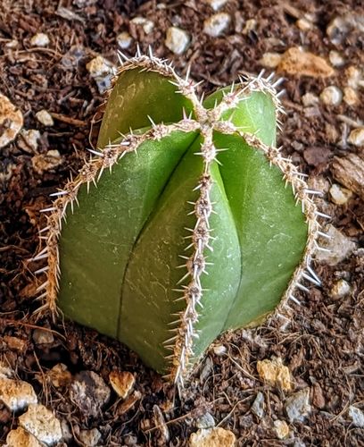Customer photo review of Mexican Fence Post | Stenocereus Marginatus