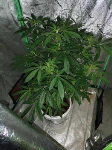 Customer photo review of FoxFarm KELP ME KELP YOU BUSH DOCTOR®
