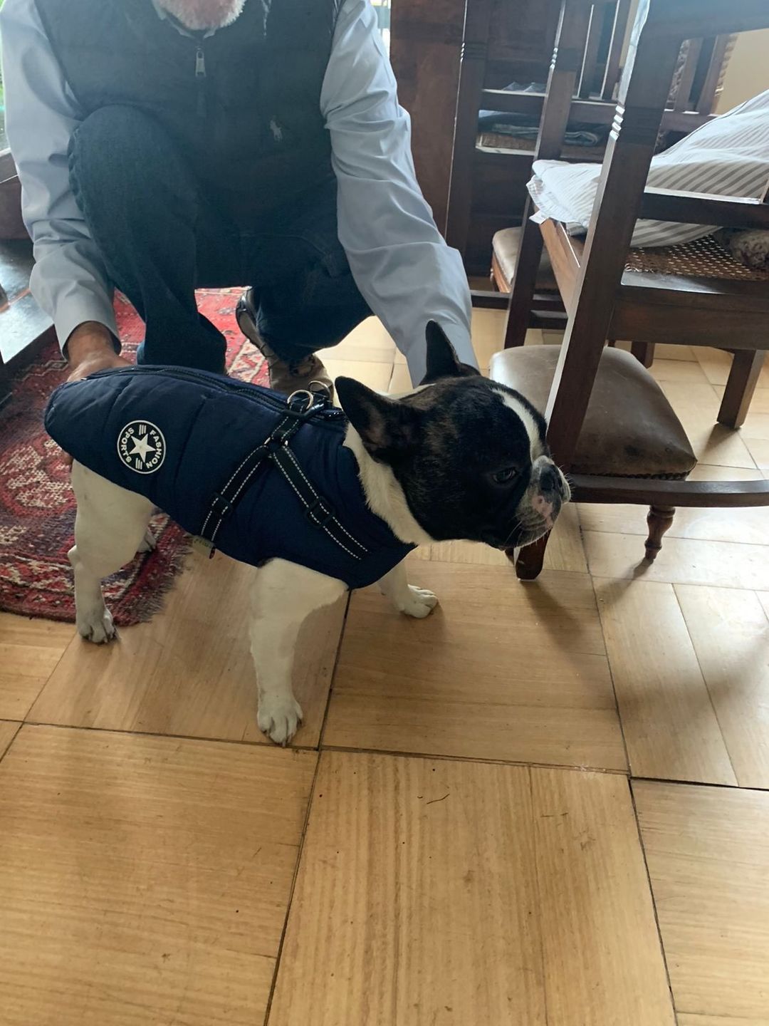 Customer photo review of Manteau pour chien réchauffant et imperméable