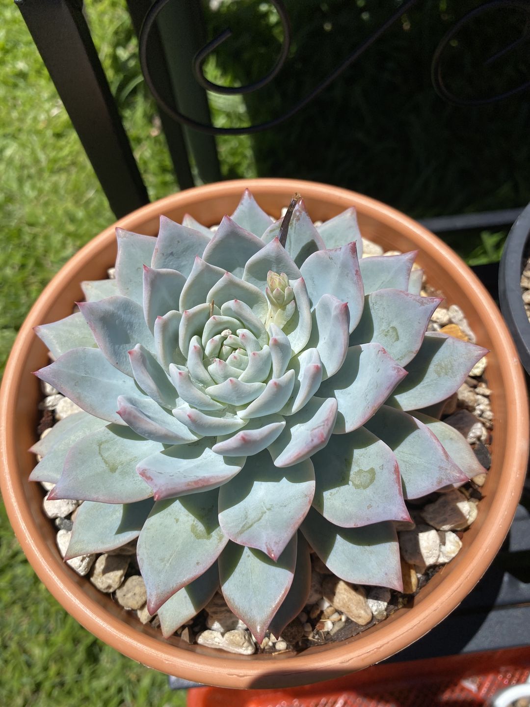 Customer photo review of Echeveria 'Blue Bird'