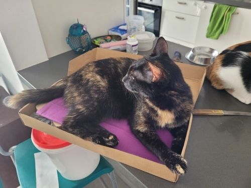 Customer photo review of Cat Hanging Bed