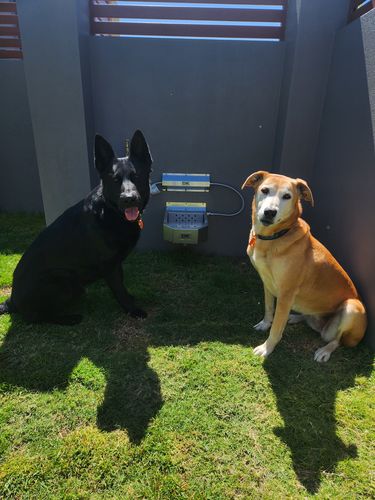 Customer photo review of Pet Rehydration Station