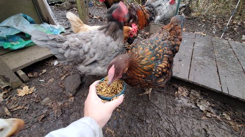 Customer photo review of GrubTerra Dried Larvae