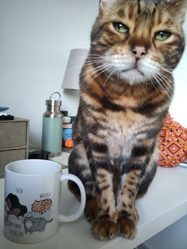 Customer photo review of Personalized Cat Mug