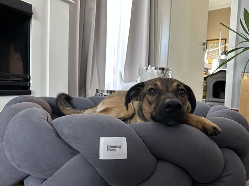 Customer photo review of Dog bed Pony kolosony dark gray