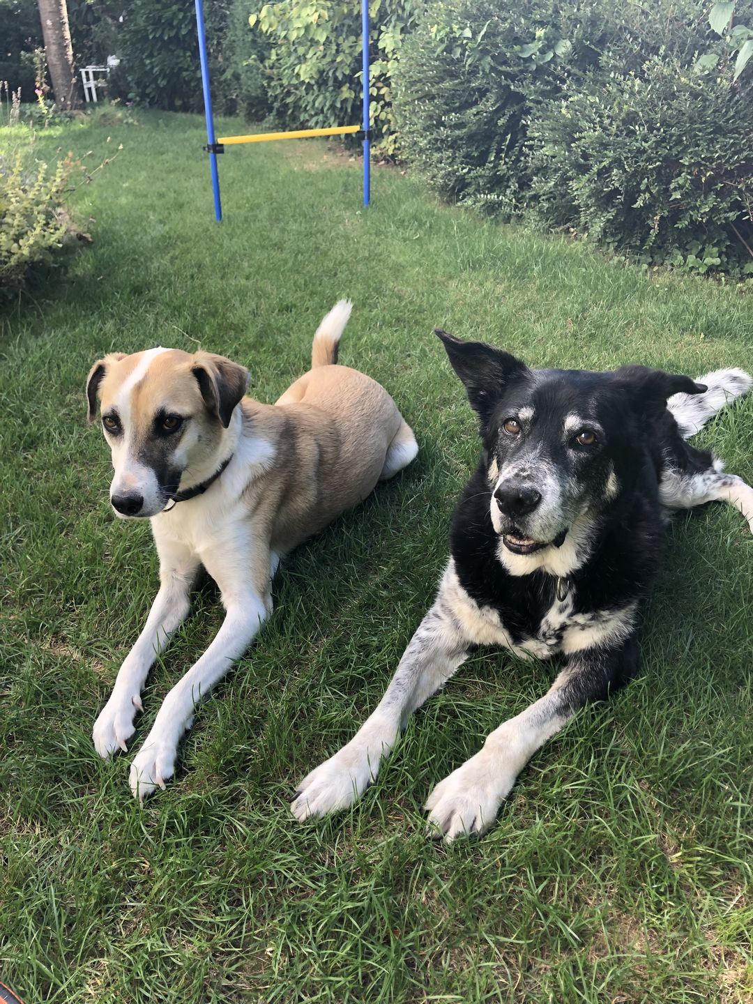 Customer photo review of Gelenkmix für Hunde mit Teufelskralle, Kurkuma & Glucosamin (150g)