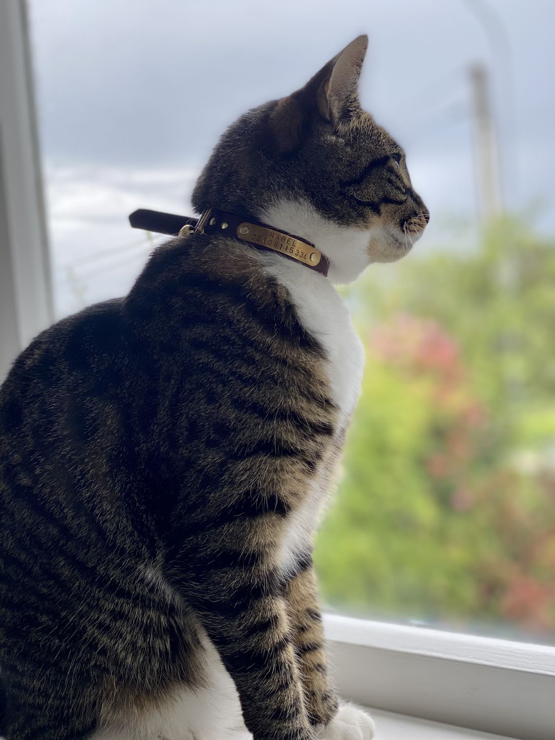 Customer photo review of Leather Cat Collar with Nameplate - Custom Sized