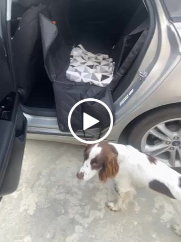 Customer video review of Pawz Back Seat Cover