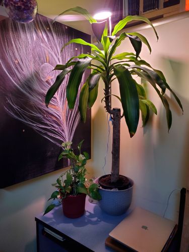 Customer photo of 28" Adjustable LED Plant Light from Annie B.