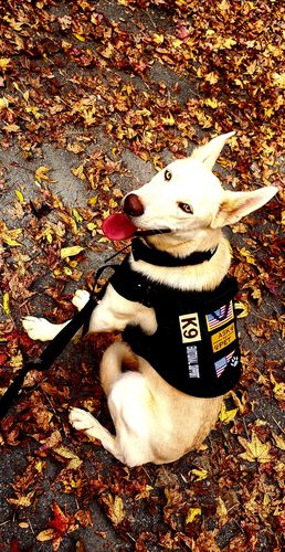 Customer photo review of Metal-Buckle Tactical K9 Dog Collar With Hook & Loop Panel & Top Handle