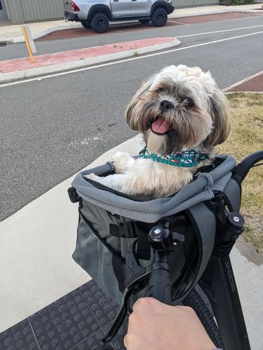 Customer photo review of All In One Pet Carrier Bag | Dog Bike Basket | Backpack for Dogs & Cats | Car Booster Seat