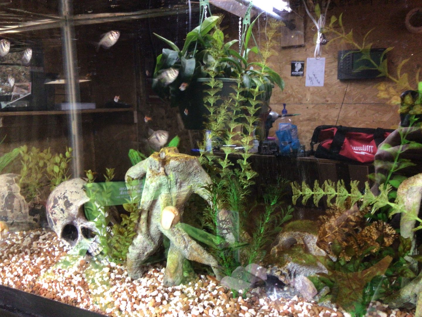 Customer photo review of FritzZyme 7 Freshwater Live Bacteria