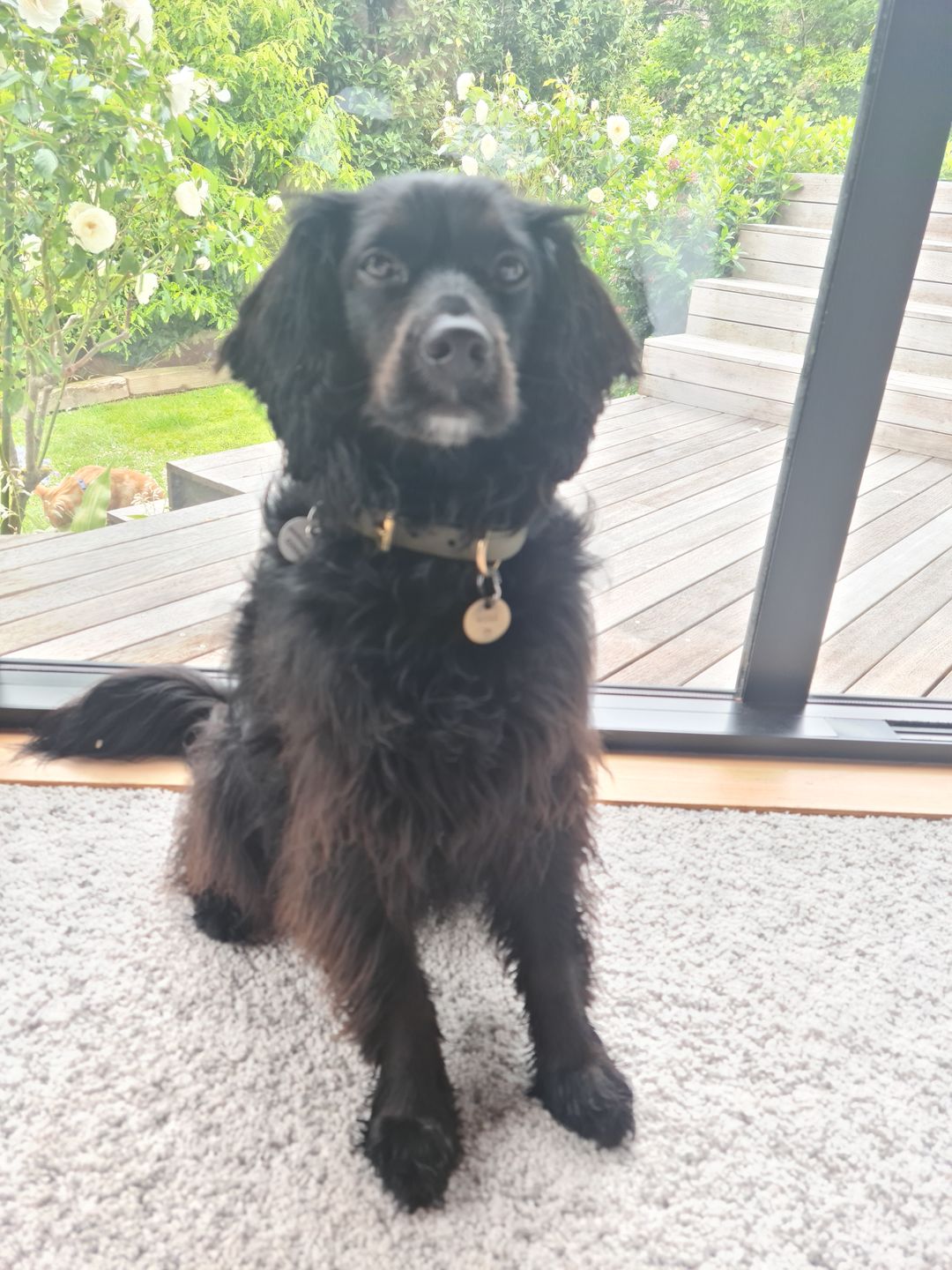 Customer photo review of D-End Dog Collar – Waterproof BioThane® – Designed for Pulling Dogs