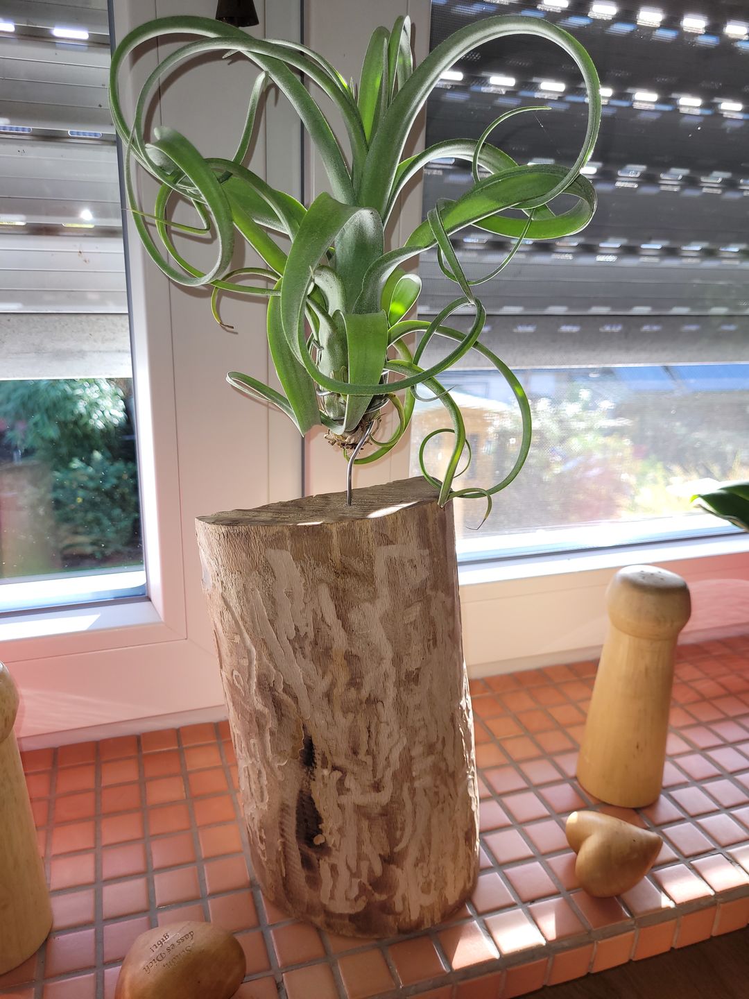 Customer photo review of Tillandsia "Curly Slim" - intermedia x streptohphylla