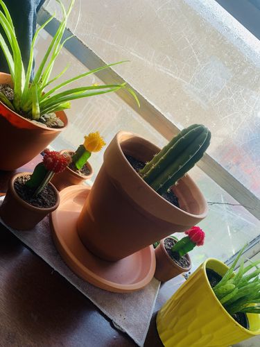 Customer photo review of San Pedro Cactus Cuttings | Trichocereus pachanoi Cuttings