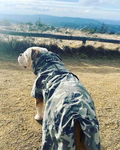 Customer photo review of Recovery Raincoat Camo for Dogs
