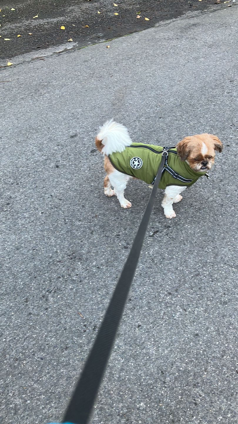 Customer photo review of DoggyKings™ 3 in 1 Jacket
