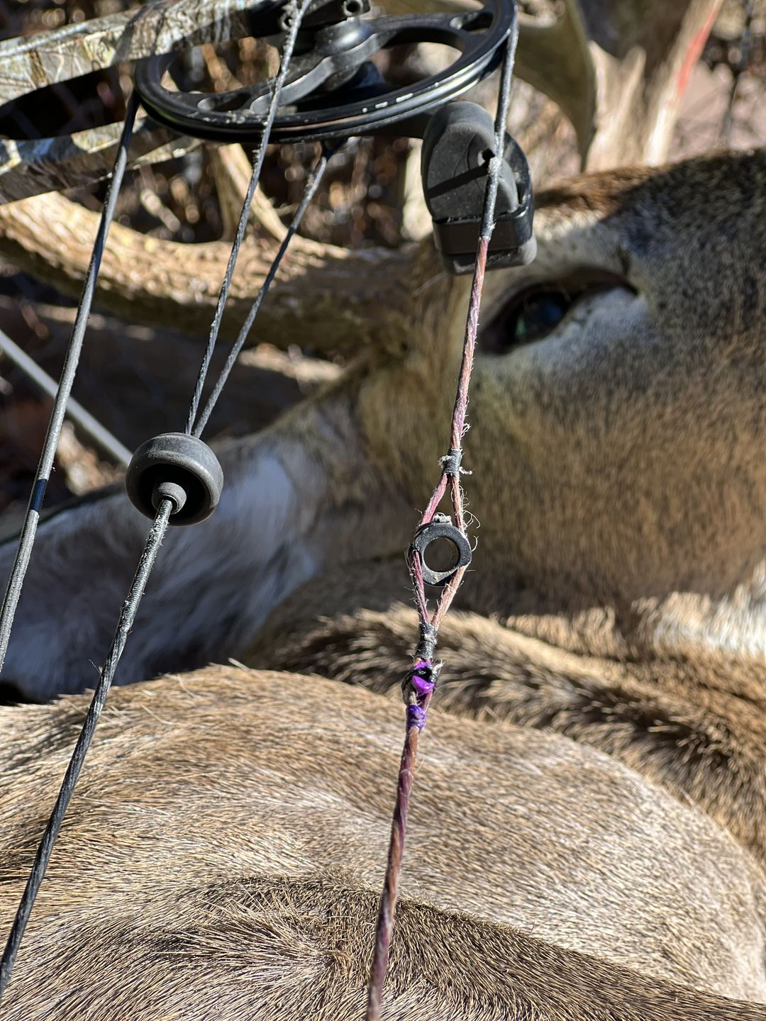 Customer photo review of Peep Tuner