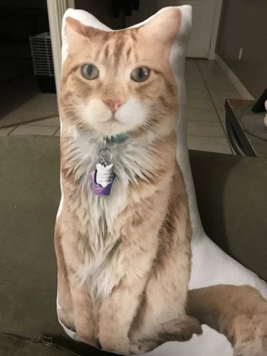 Customer photo review of Create A Custom Dog Pillow