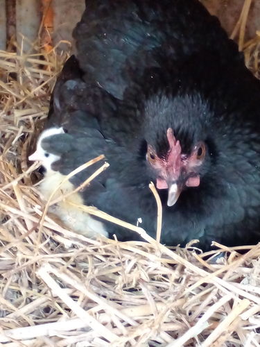 Customer photo review of K-Ton 12®