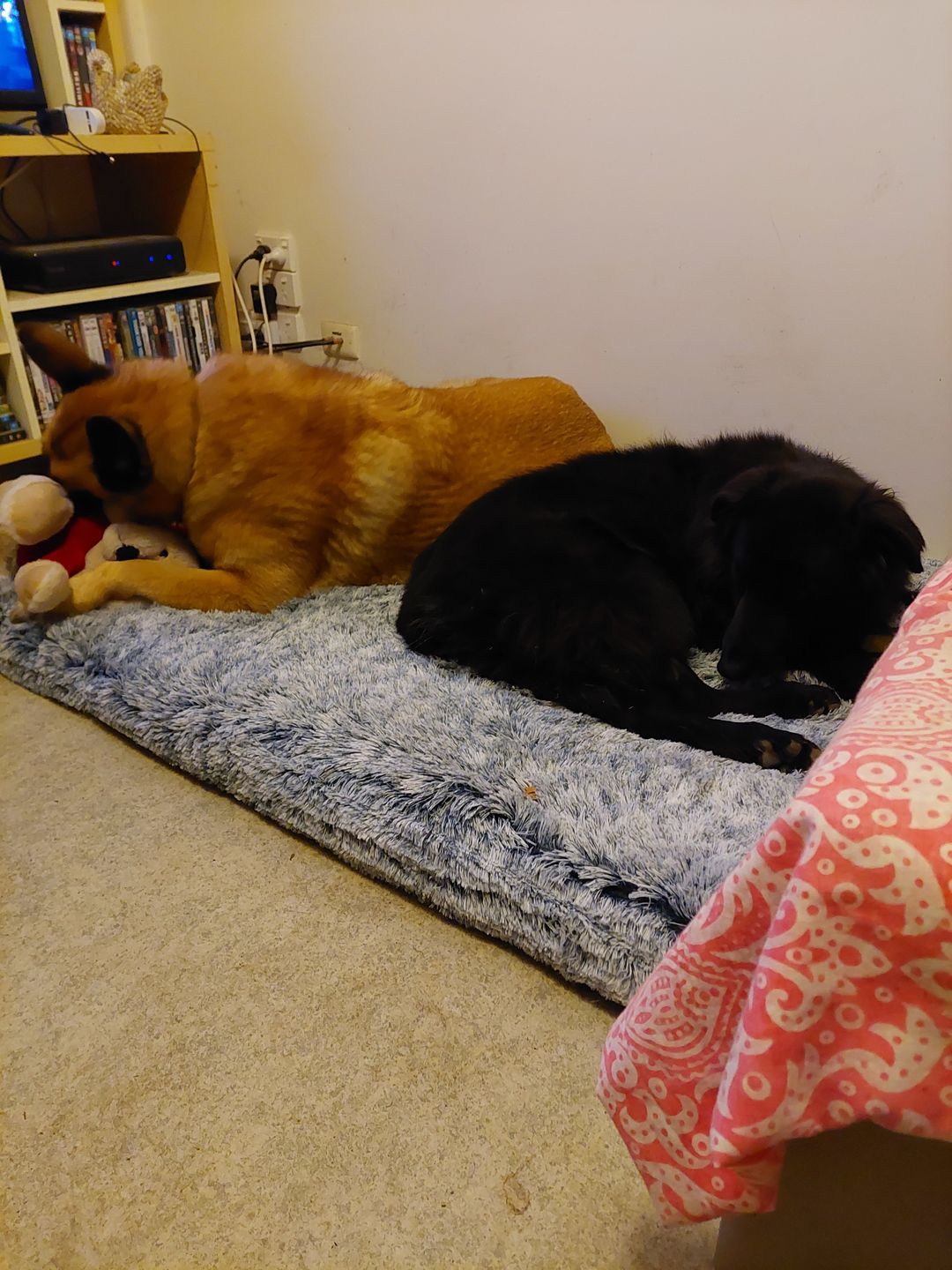 Customer photo review of PaWz Dog Summer Cooling Mat