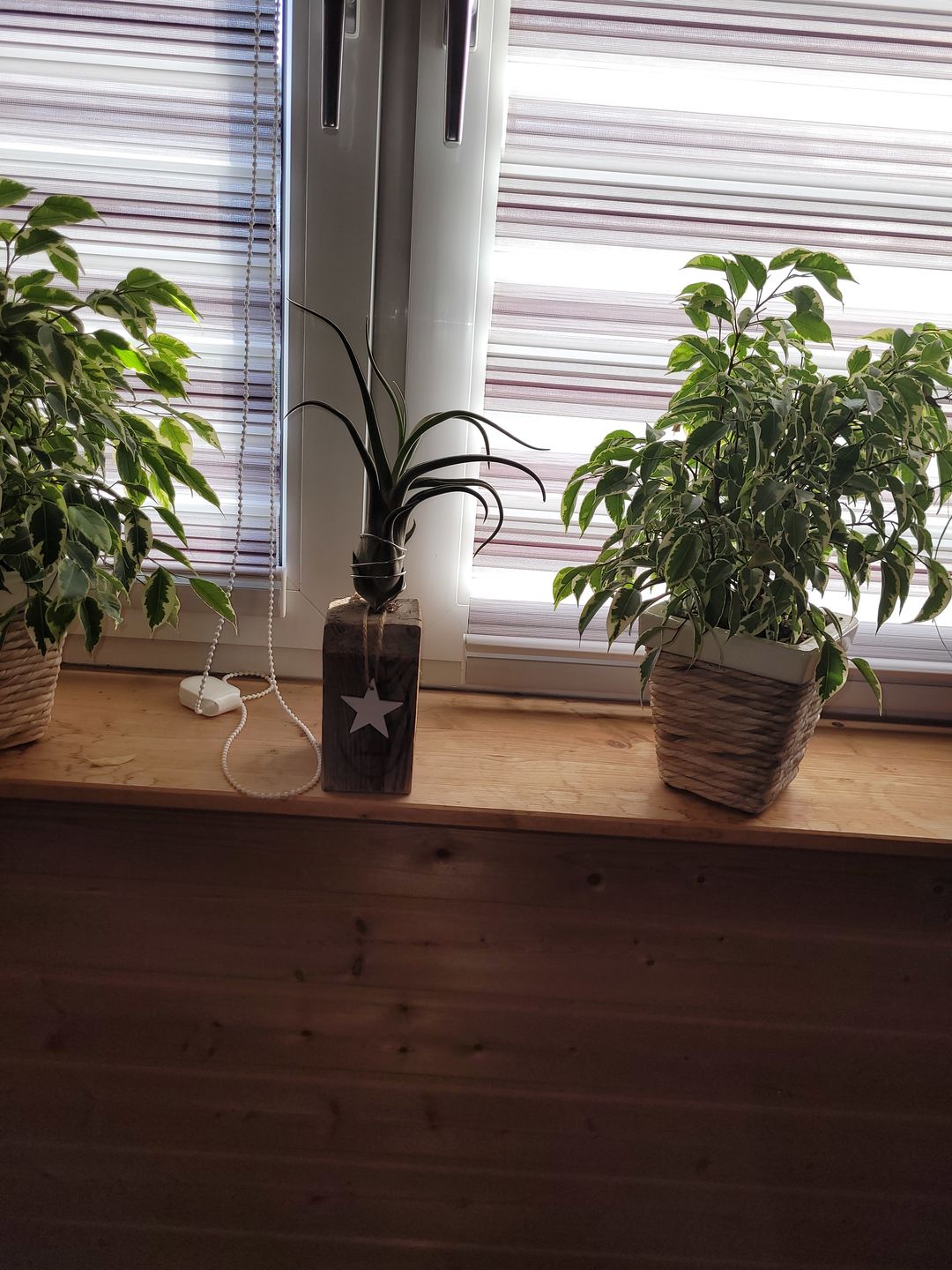 Customer photo review of Tillandsia caput medusae