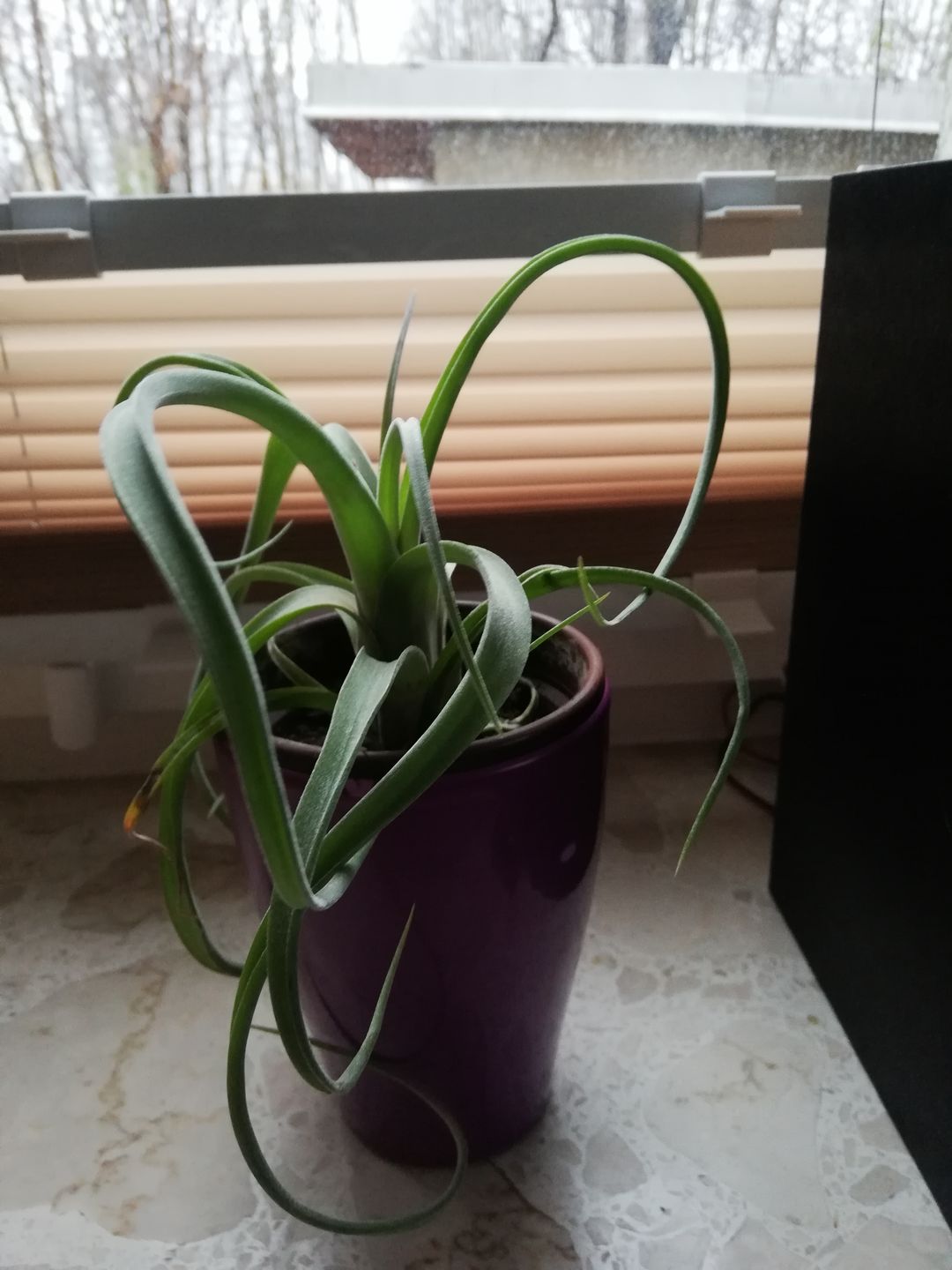 Customer photo review of Tillandsia "Curly Slim" - intermedia x streptohphylla