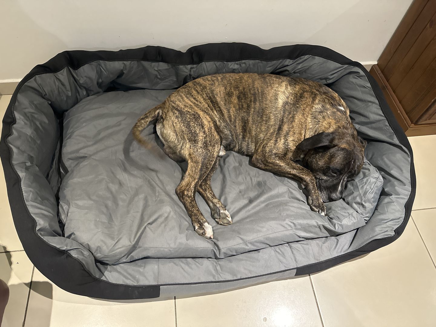 Customer photo review of PaWz waterproof heavy-duty bed