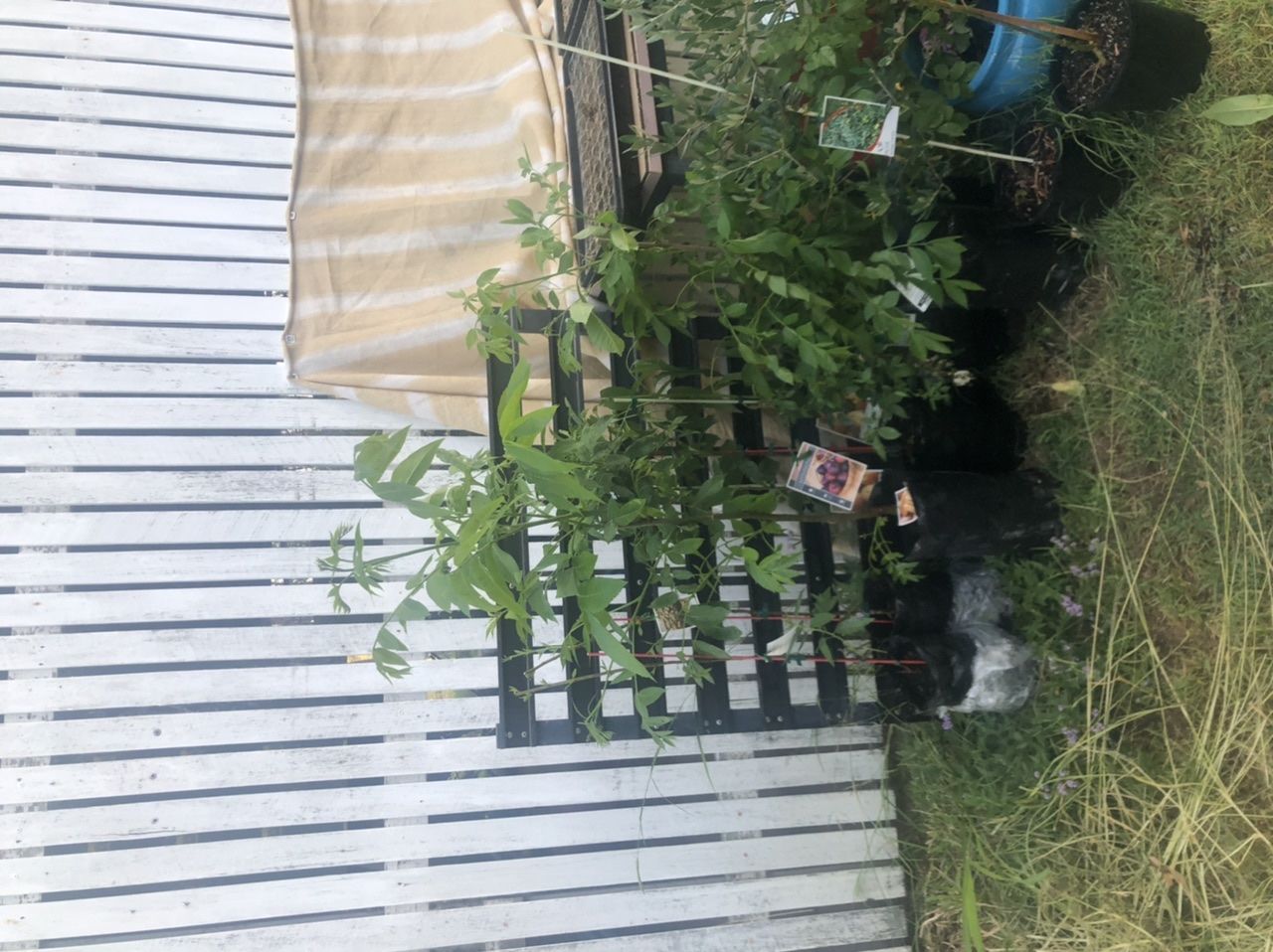 Customer photo review of Peachcot