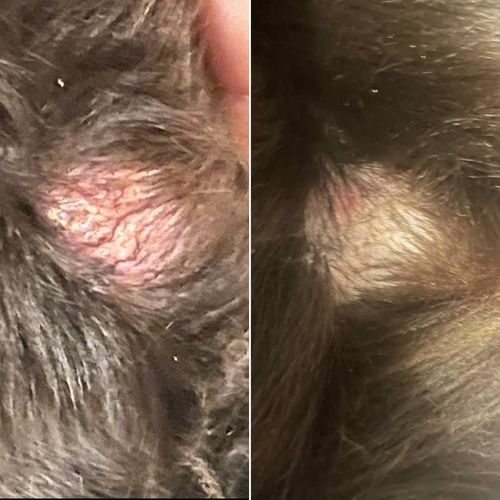 Customer photo review of Effiskin®️ Lotion purifiante à usage vétérinaire