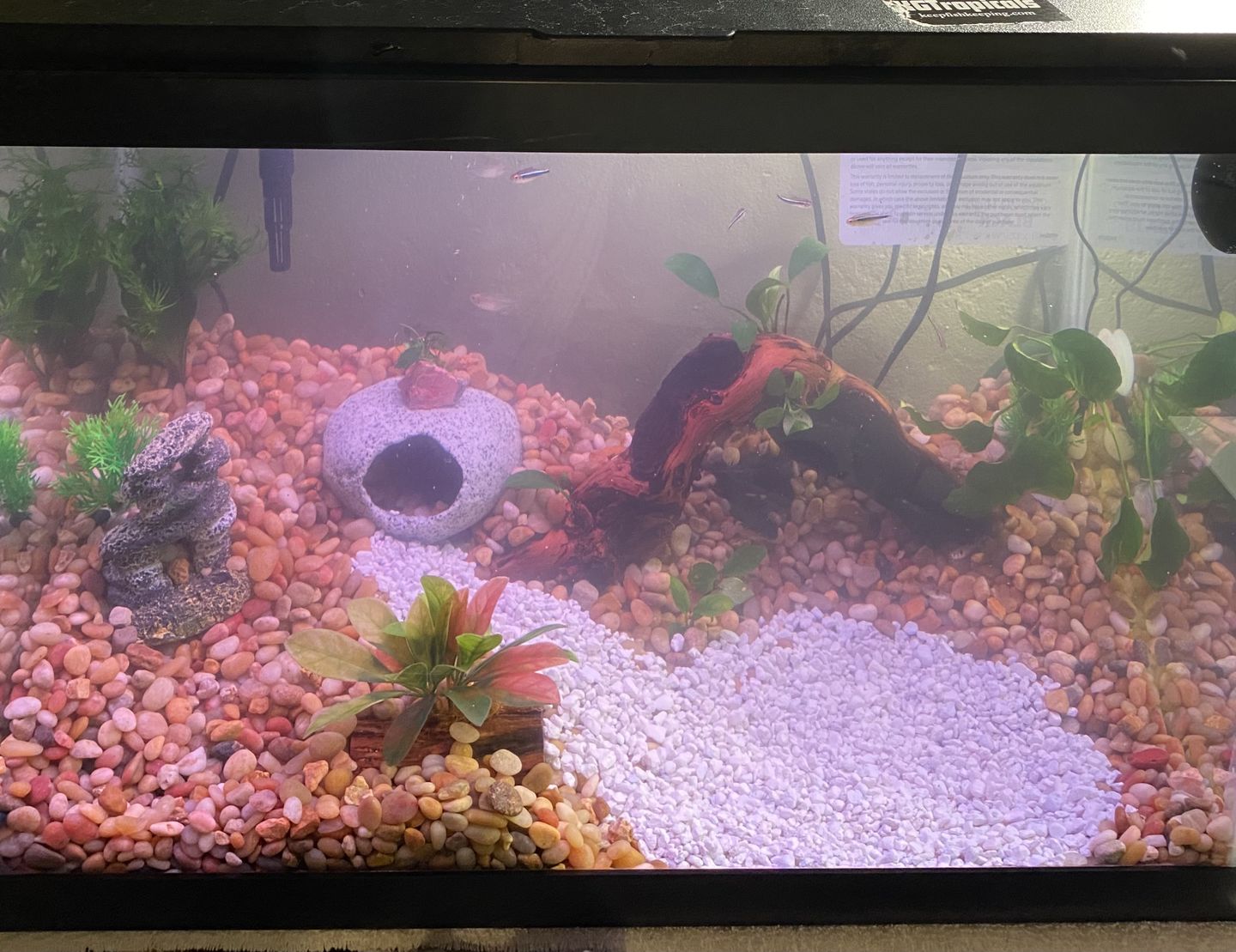 Customer photo review of FritzZyme 7 Freshwater Live Bacteria