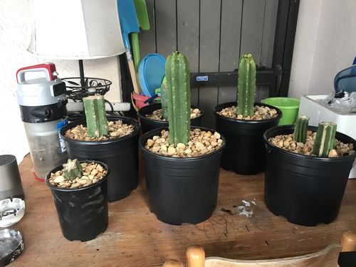Customer photo review of Imperfect San Pedro Cactus Cuttings | Echinopsis pachanoi Cuttings