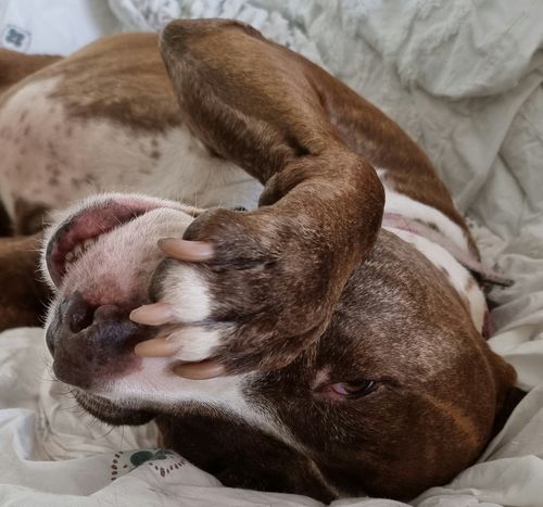 Customer photo review of Manuka Dog Balm