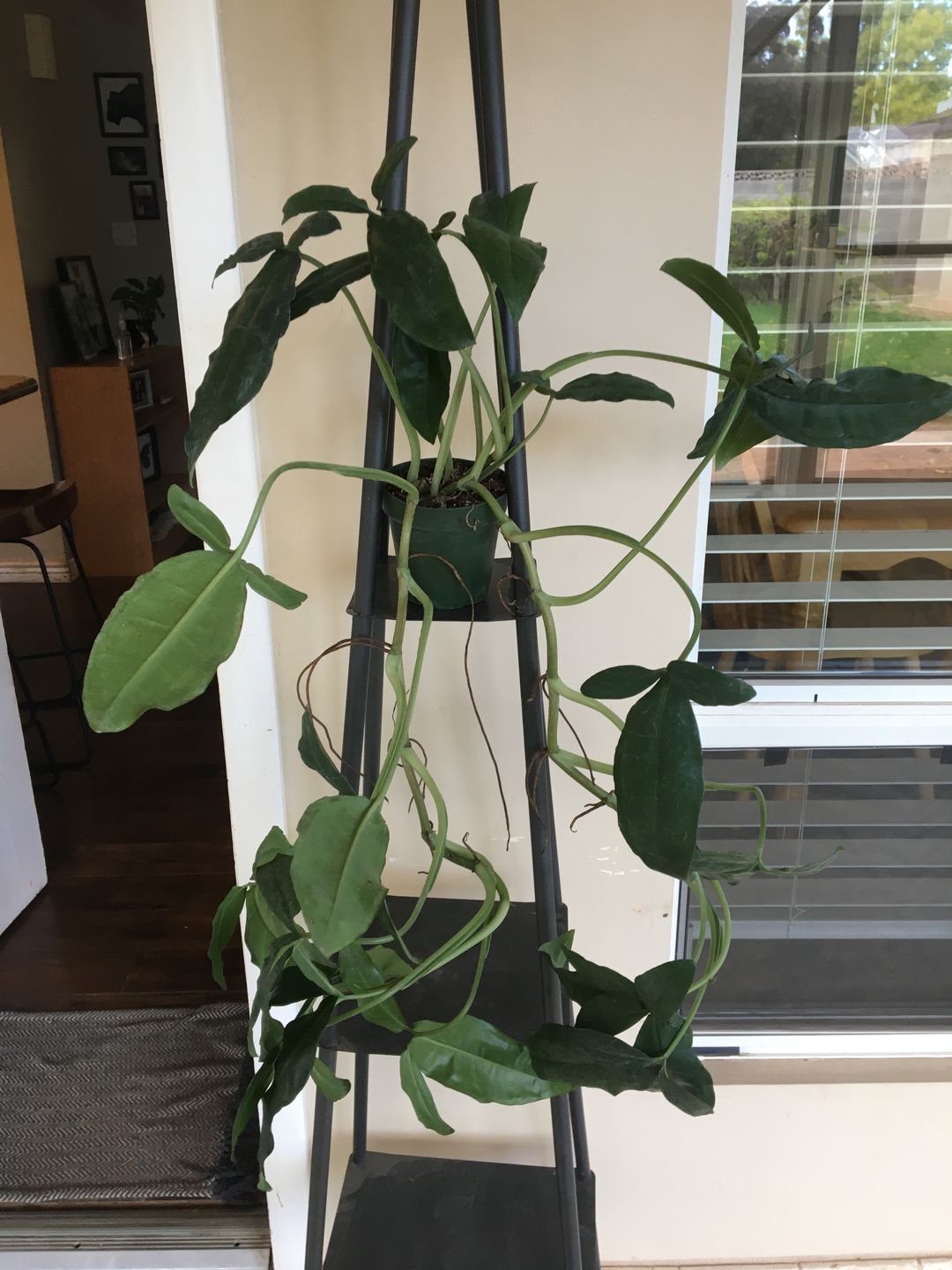 Customer photo review of 4" Syngonium auritum