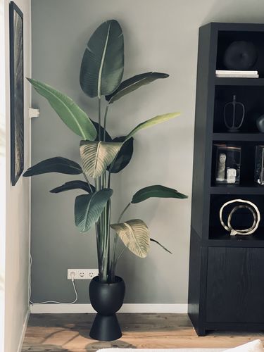 Customer photo review of Strelitzia Kunstplant 210cm