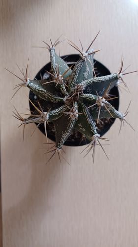 Customer photo review of Star Barrel Cactus | Astrophytum ornatum