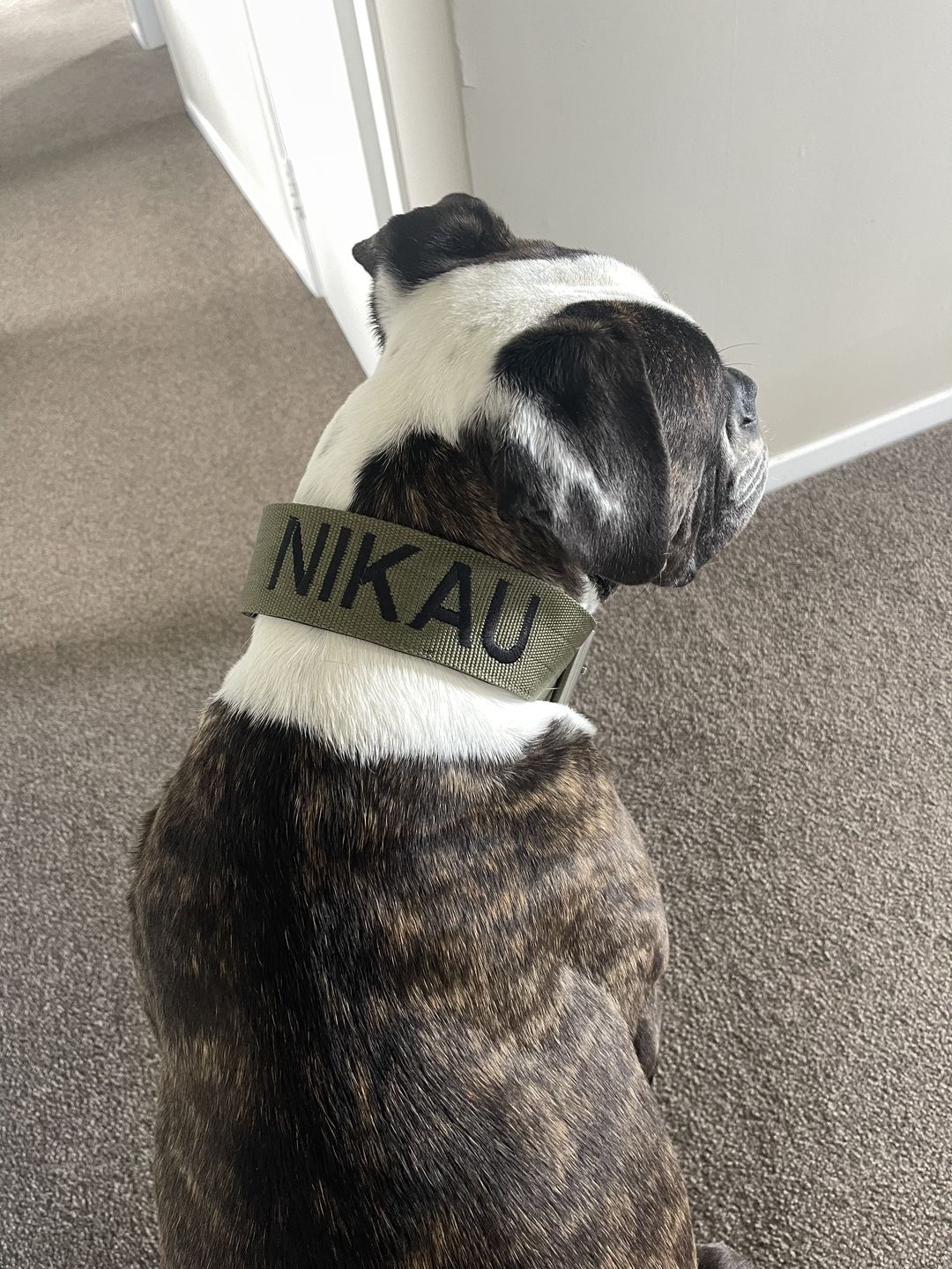 Customer photo review of 5cm Nylon Dog Collar - Khaki v2.0