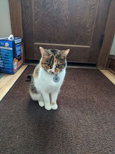 Customer photo review of Astro Cat