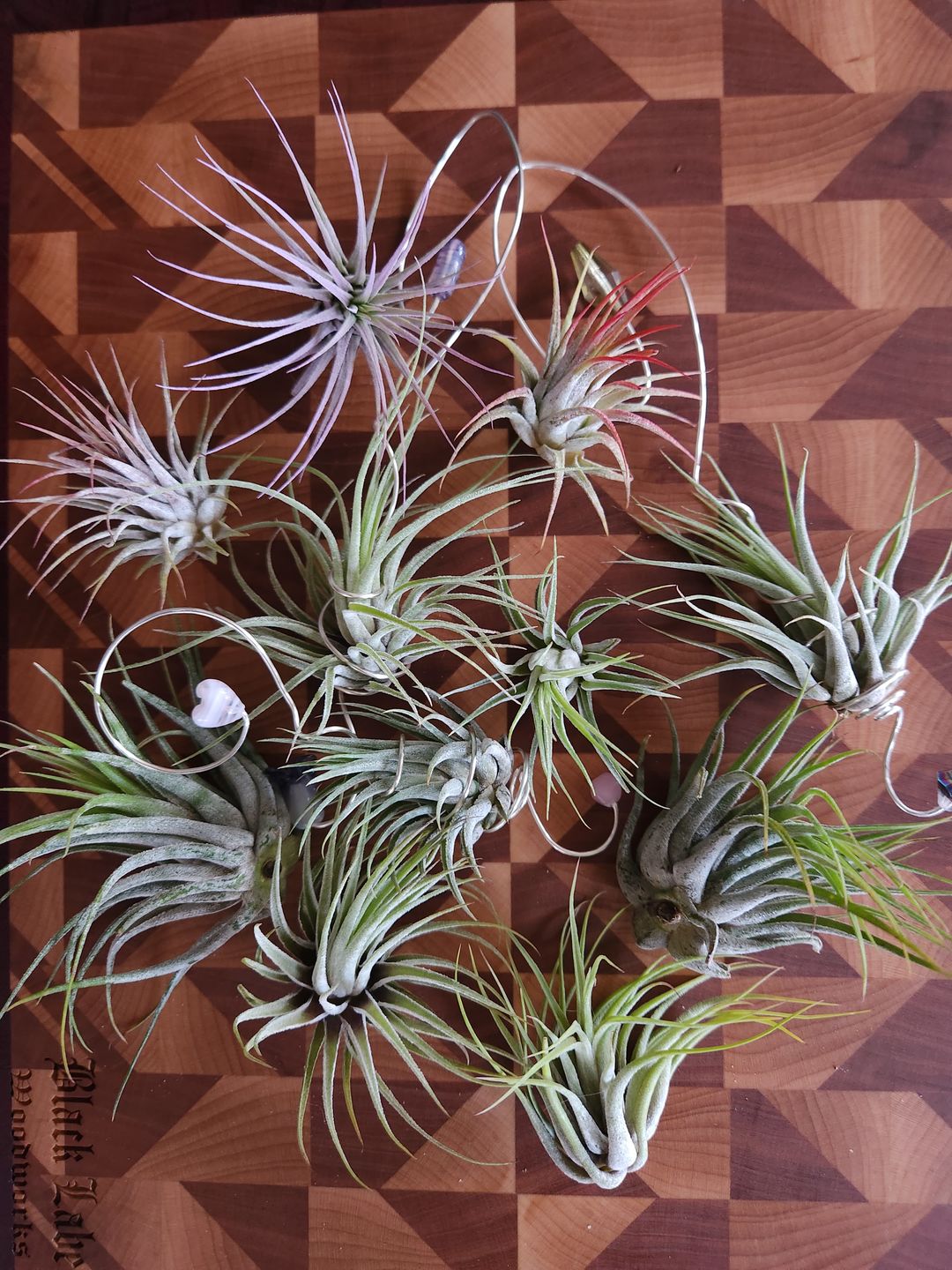 Customer photo review of B Quality Ionantha Variety 3 Pack  ($0.75 Per Plant)