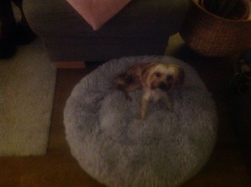 Customer photo review of Puppery Hundebett Wolke 7 - Das Original