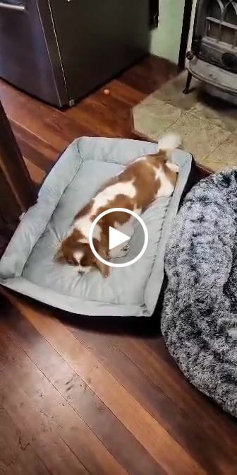 Customer video review of PaWz Pet Bed
