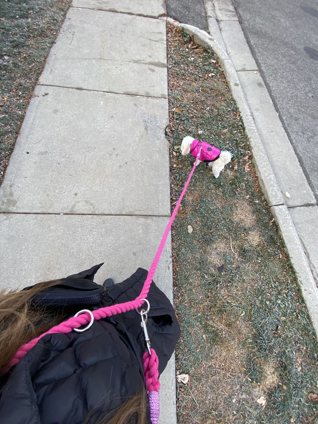 Customer photo review of 6-IN-1 Cotton Rope Dog Leash
