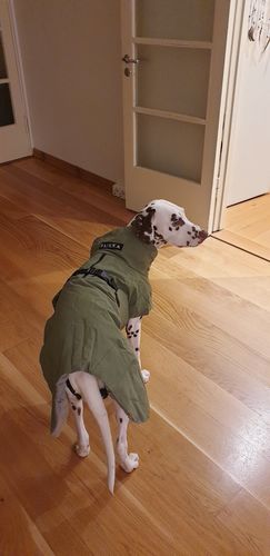 Customer photo review of Visibility Winter Jacket Green for Dogs DELIVERY WEEK 43
