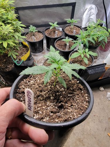 undefined review of Gaia Green Organic All Purpose Fertilizer 4-4-4 image 1 out of 1