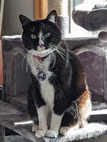 Customer photo review of Astro Cat