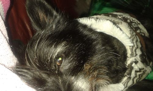 Customer photo review of Puppery Hundebett Wolke 7 - Das Original