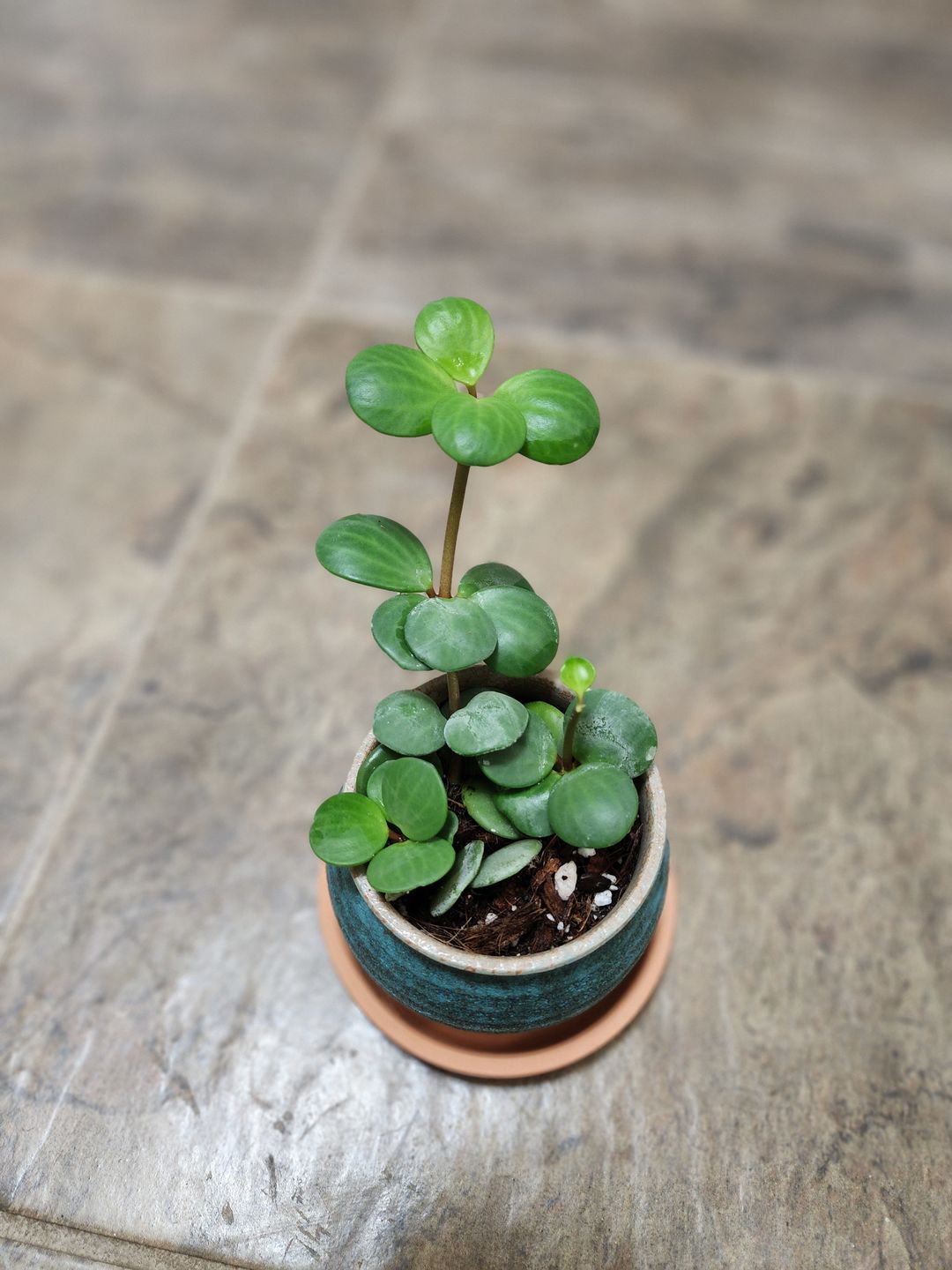 Customer photo review of 3" Peperomia 'Hope'