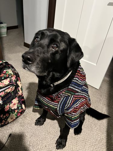 Customer photo review of Playa Poncho - Surprise Color