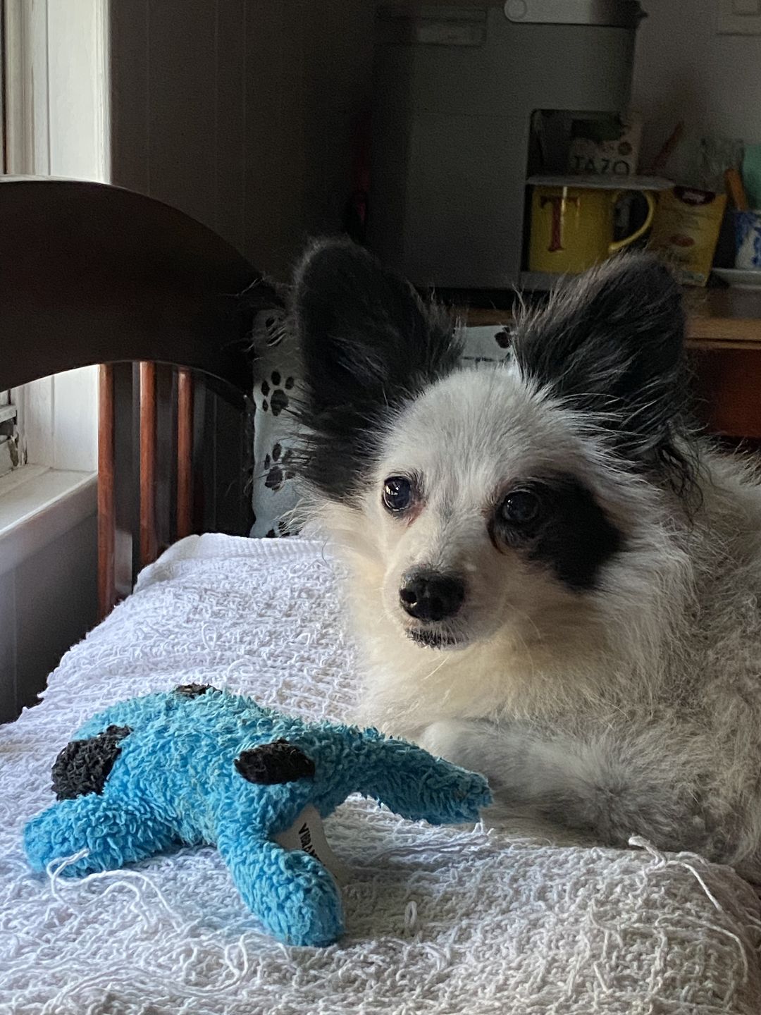 Customer photo review of Royal Canin Veterinary Diet - Hepatic Canned Dog Food